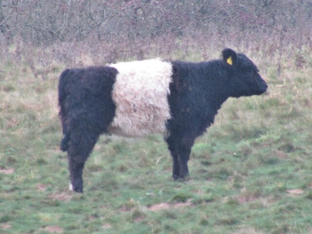 Shere - Belted Galloway
