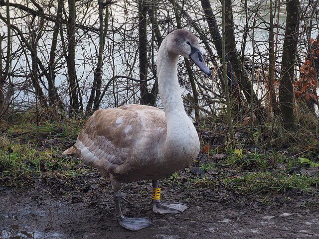 A cygnet posing for the photographer