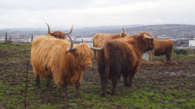 Highland cattle on 70 Acre Hill