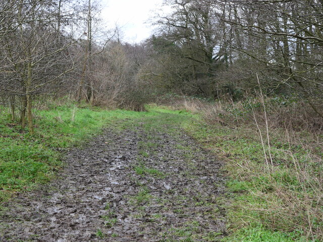 Muddy path Pigney's Wood