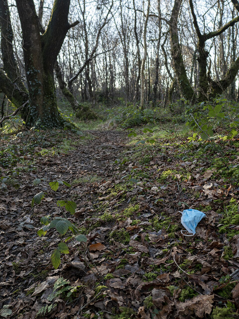 Discarded face mask, Cairn Wood