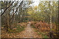 TQ6142 : Autumn in Newbars Wood by N Chadwick