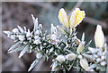 NJ3265 : Frosted Whin Flower by Anne Burgess