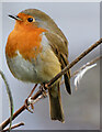 A Glasgow Robin