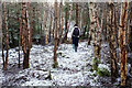 Path in Shantullich Wood