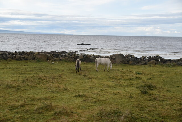 Horses grazing by Galway Bay