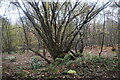 Coppicing, Hosey Common