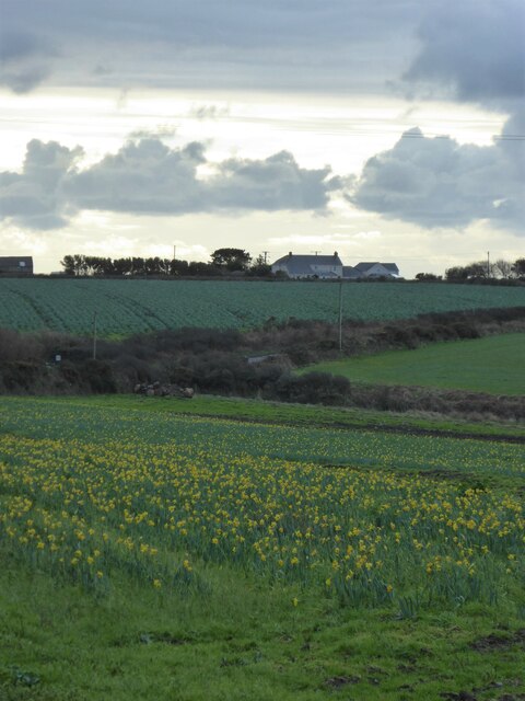 Early daffodils at Brea Farm