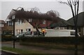 Bonsai style tree on Grasmere Gardens, Belmont