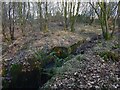 Pipe outflow in Broomhill Wood