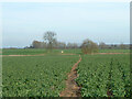 Footpath Boreham 33 towards Church Road