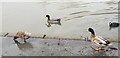 TQ2995 : Large Ducks on Wildlife Pond in Oakwood Park, London N14  by Christine Matthews