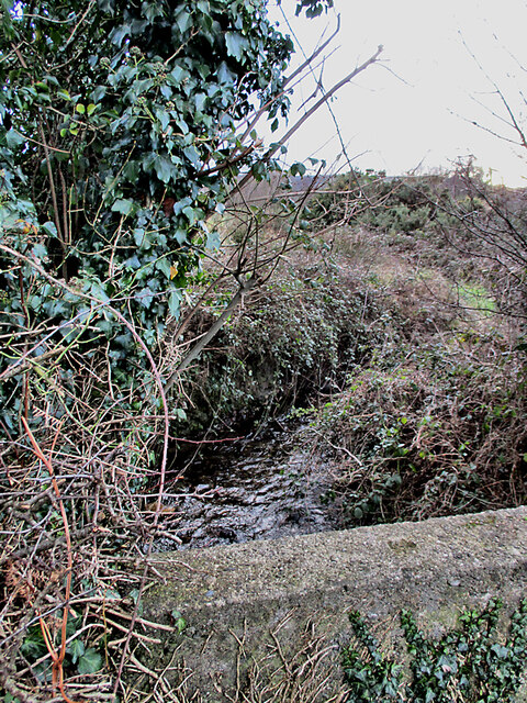 Overgrown Stream