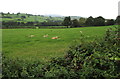 Sheep in a field near Llanddewi Rhydderch, Monmouthshire