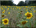 Field of sunflowers near Hambridge Farm