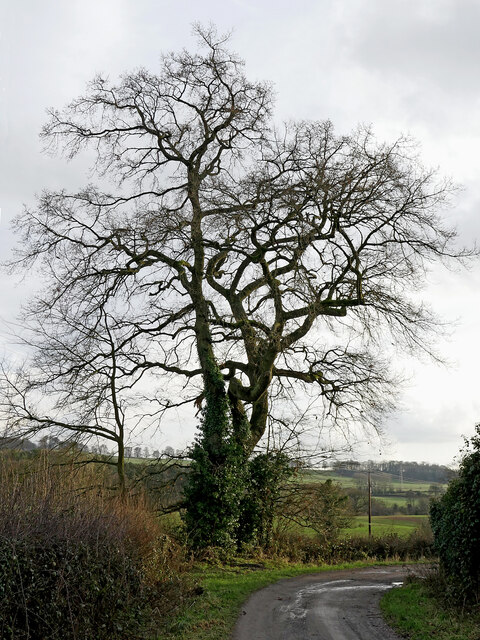 Farm road and oak tree near Spring Hill, Wolverhampton