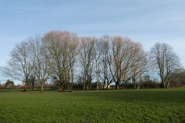 Trees near Hempland School