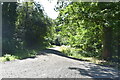 Track, Bedgebury Forest