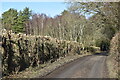 Newly trimmed hedge beside Shelley Lane