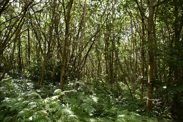 Bedgebury Forest © N Chadwick cc-by-sa/2.0 :: Geograph Britain and Ireland