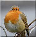 A Glasgow Robin