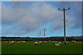 SS5242 : West Down : Grassy Field & Sheep by Lewis Clarke