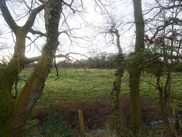 Meadow seen through trees