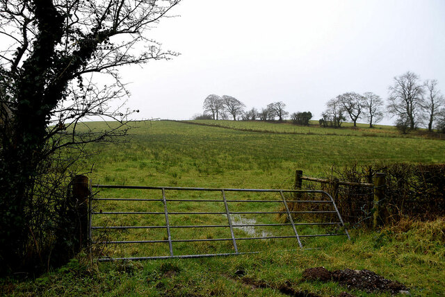 A rushy field, Donaghanie