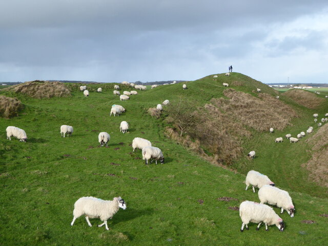 Maiden Castle and sheep