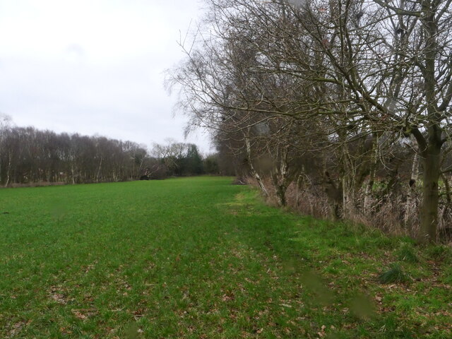 Meadow with Birch tree line