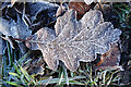 NJ3463 : Oak Leaf with Hoar Frost by Anne Burgess