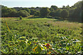 Meadow by Yalberton Stream