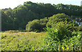 Meadow and trees near St Mary