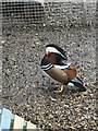 Mandarin Duck at Mudchute City Farm