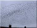 Starling murmuration over the Wereton Estate