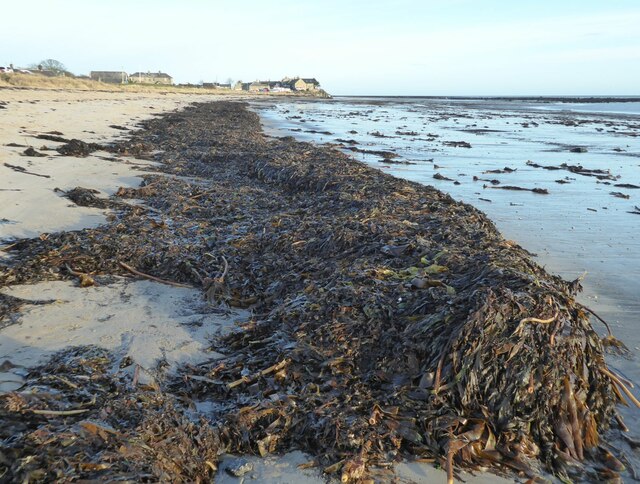Seaweed washed up on the beach at Boulmer Haven