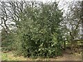 SJ7050 : Holly tree by footpath near Wybunbury by Jonathan Hutchins