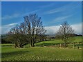 Trees by Meltham House Lane