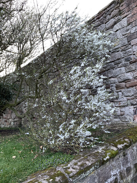 Cherry Plum in flower below Berwick-on-Tweed ramparts