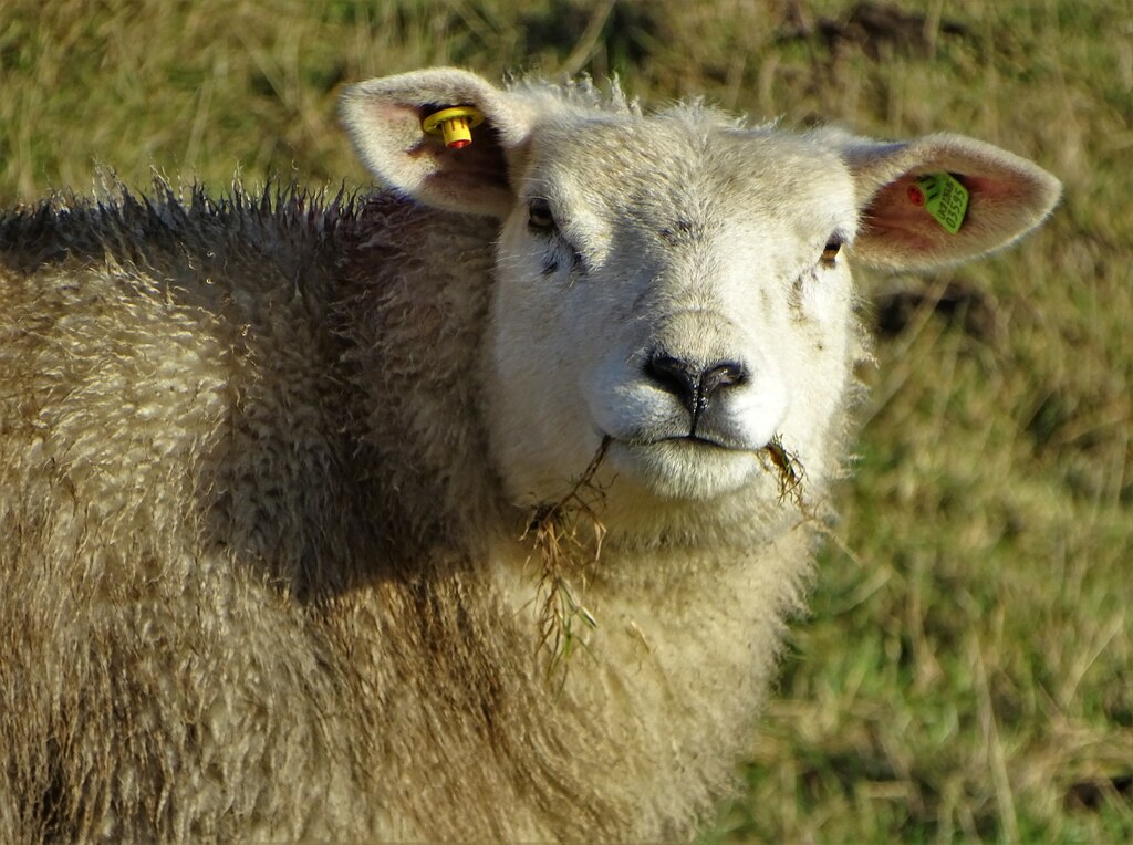 Texel sheep by Birds Nest Lane © Neil Theasby cc-by-sa/2.0 :: Geograph ...