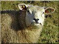 Texel sheep by Birds Nest Lane