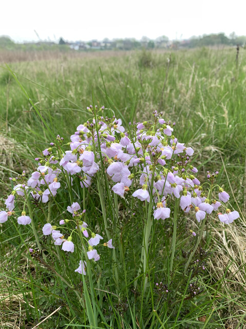 Cuckoo-flowers at Bateswood Country Park