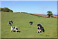 Grazing near Swanage