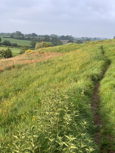 Footpath through field south of Audley