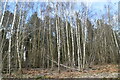 TQ8136 : Silver birch, Hemsted Forest by N Chadwick