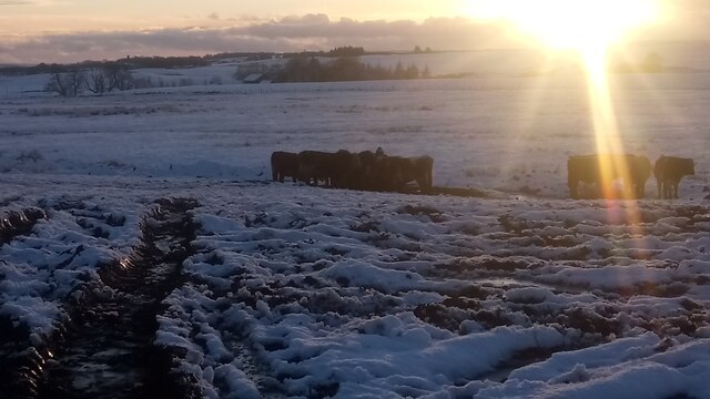 Cows Feeding in the Winter Sunshine