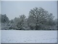 Oak, Tutbury fields