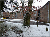 H4772 : Snow, Tyrone & Fermanagh Hospital grounds by Kenneth  Allen