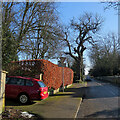 Little Wilbraham: beech hedge and winter trees