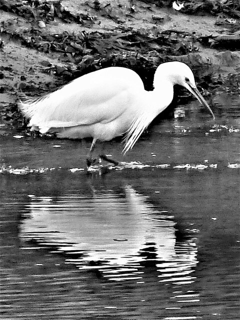 Little Egret - Fairlie, North Ayrshire